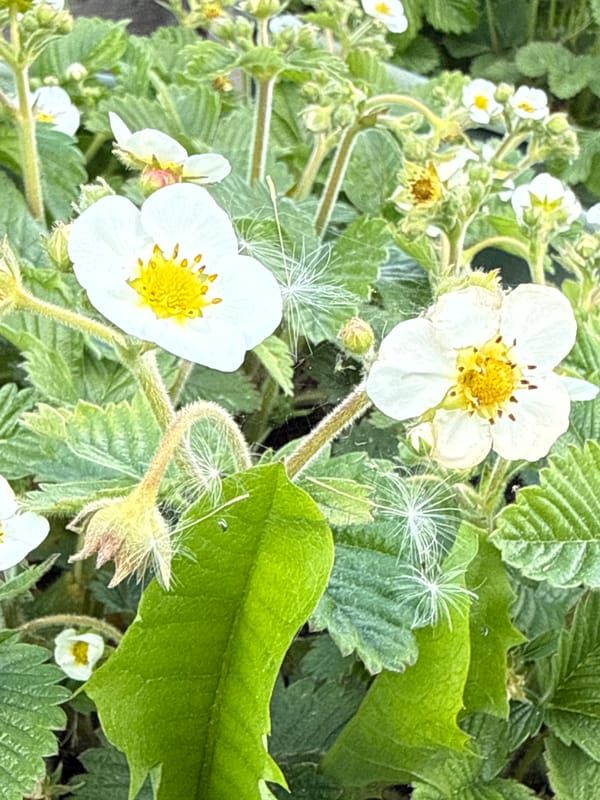 Spring morning garden walk documented in rural Lithuanian village