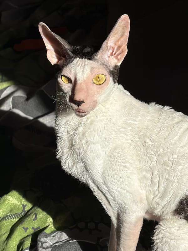 Cornish Rex cats fill a home on a quiet afternoon