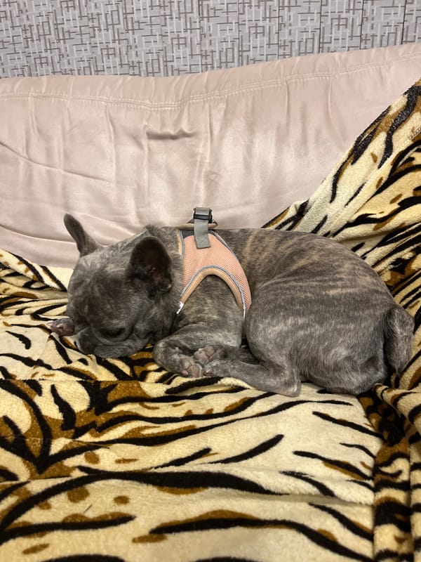 French Bulldog puppy naps peacefully on tiger-print bedding