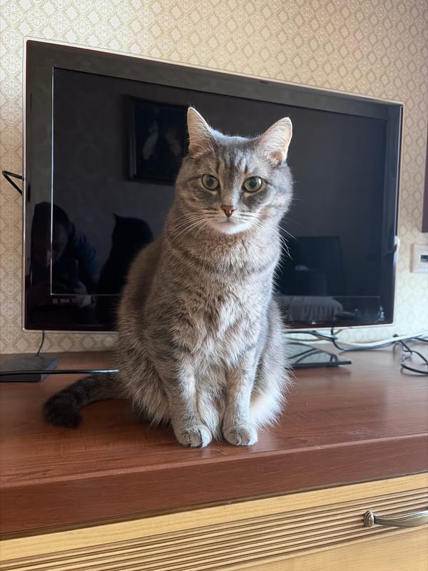 Apartment cat and aerial city views from Yekaterinburg