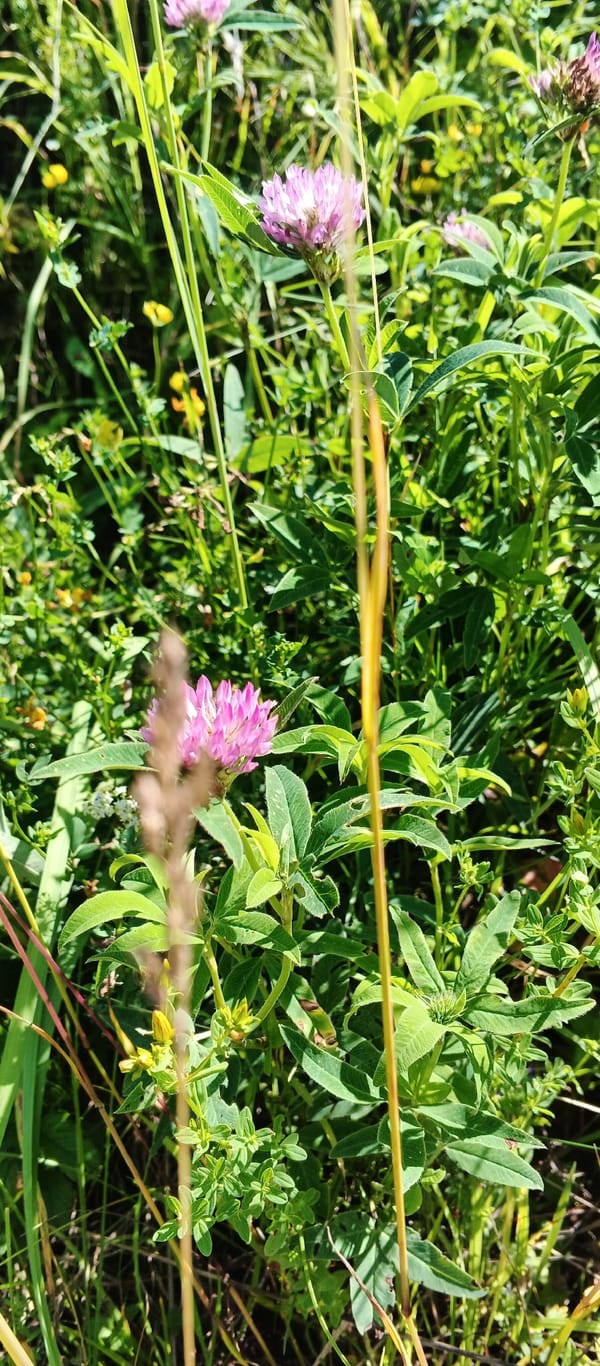 Lazy summer fishing session on a wildflower-filled riverbank in Podgornoe