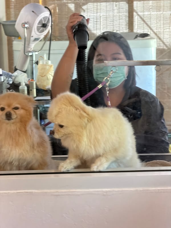 Pomeranians getting groomed at a Choeng Thale pet salon