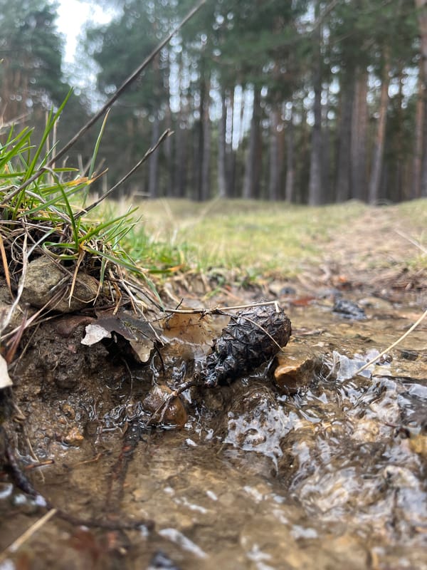 Dog walker explores forest paths and streets in Vladaya