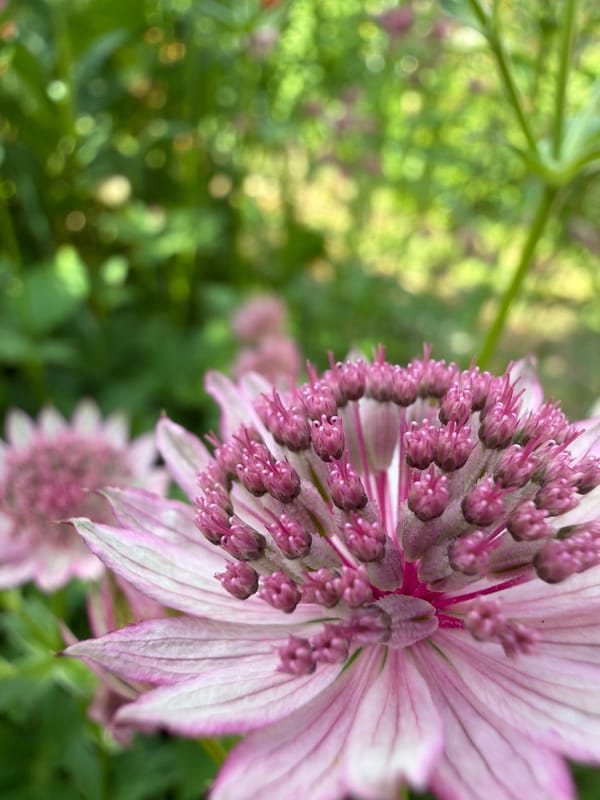 A Russian garden in full June bloom, flowers and insects