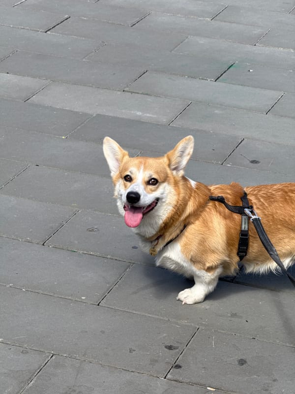 Corgi dog spotted on sidewalk in Borzya, Russia