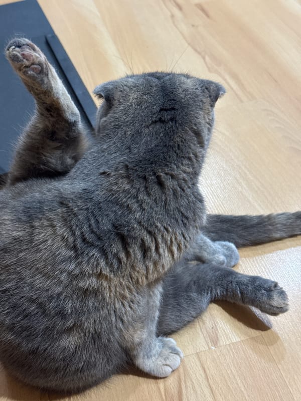 Pets observed resting indoors across Minsk locations