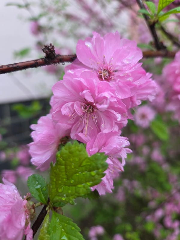 Spring morning scenes documented across Birobidzhan, Russia neighborhoods