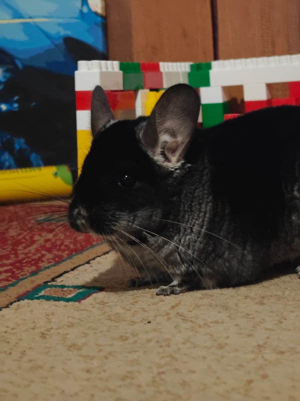 Domestic moments: pet chinchilla and peonies photographed in Ukraine
