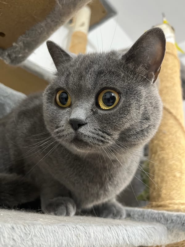 Grey cats photographed in Kulata, Bulgaria