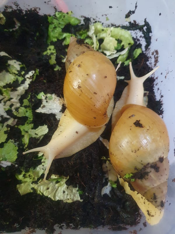 Land snails observed in containers in Shiraz, Iran