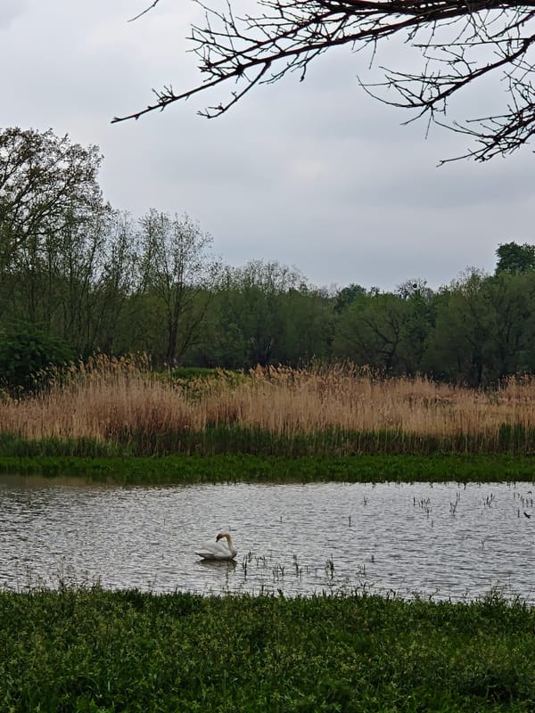 Peaceful waterside vegetation observed near Khrinivka, Ukraine
