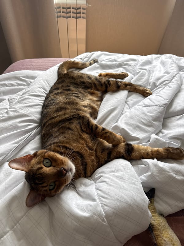 Morning routine with Bengal cat and skincare captured