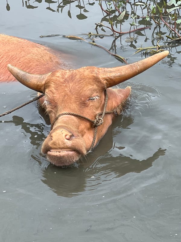 Tethered albino buffalo wades in murky water near Hoi An
