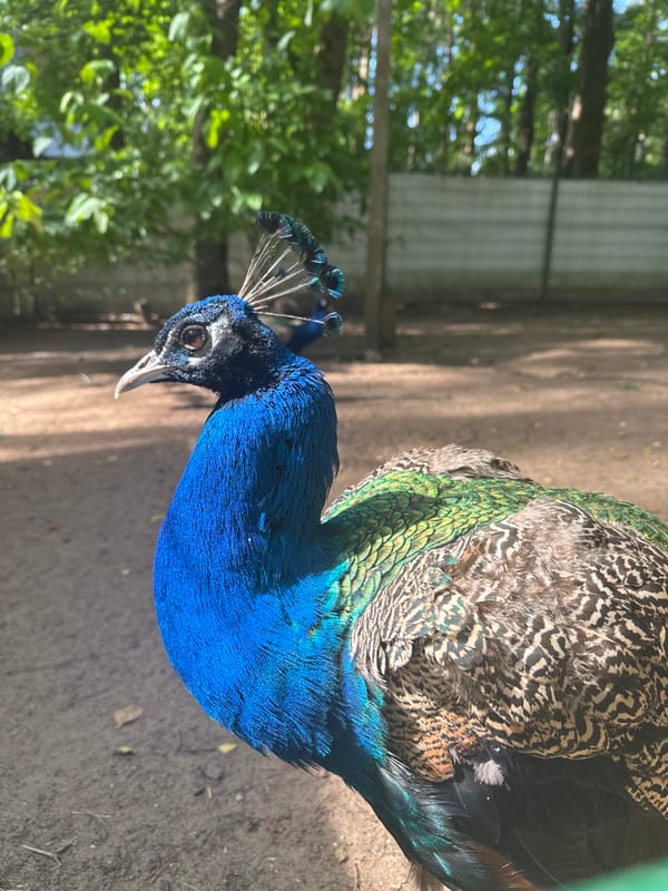 Up-close animal encounters at a petting zoo or wildlife park