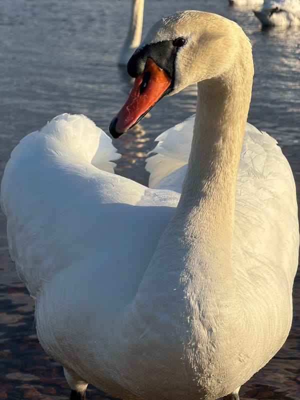 Swans observed feeding and swimming in Riga waterways