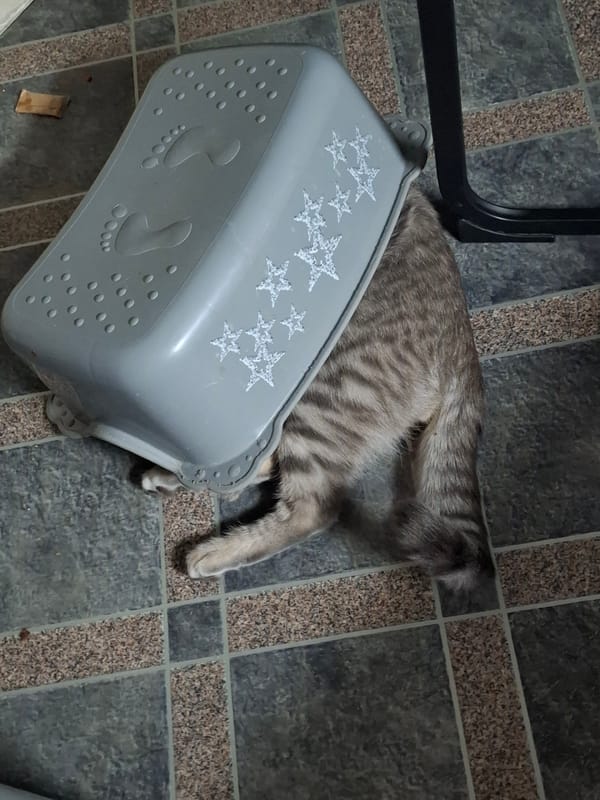 Gray tabby cat captured in playful indoor moments
