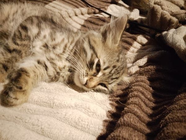 Tabby kitten photo session with blankets and gentle play