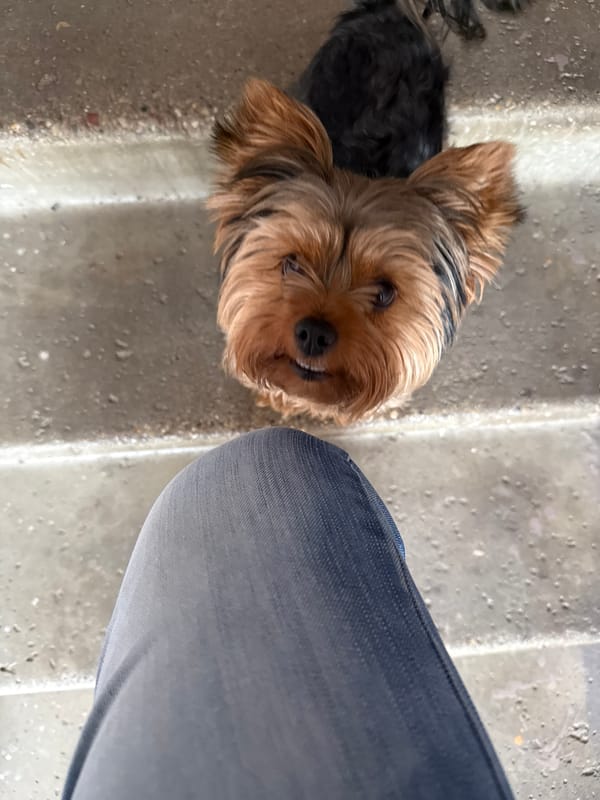 Yorkshire Terriers on concrete steps in Rudamina, Lithuania