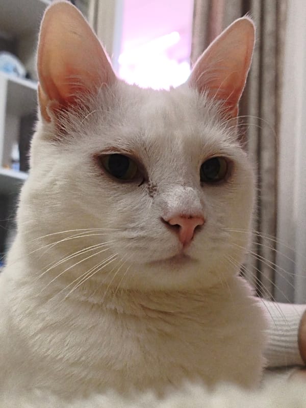 Domestic cats photographed resting indoors in Sevastopol homes