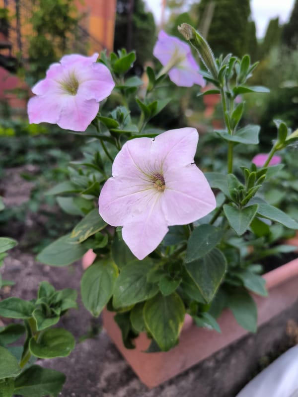 Garden photography session captures blooms and personal moments in Russia