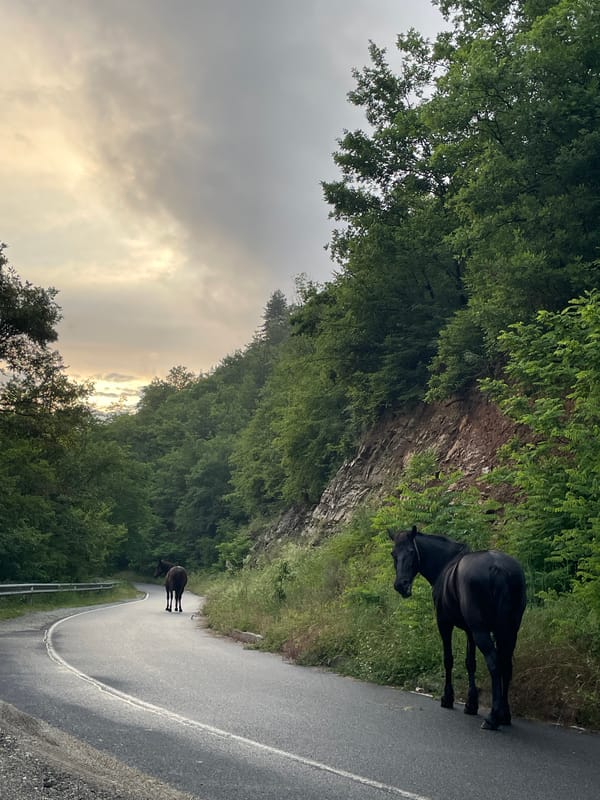 Horses block mountain road in southern Bulgaria forests