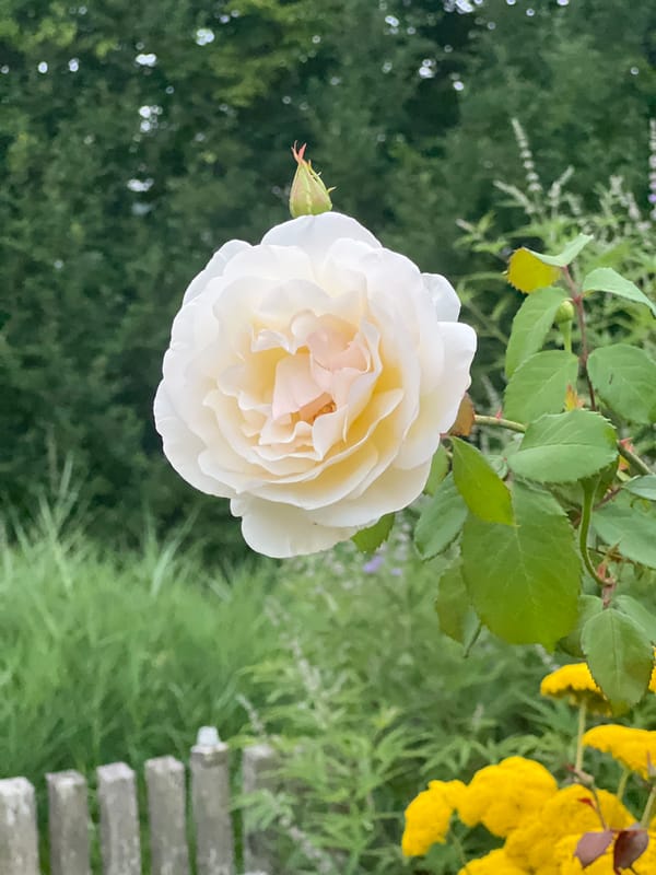 Roses, bees, and wildflowers in a Moosburg garden