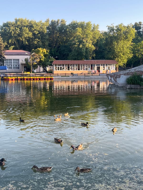 Algae-choked canal with ducks, Dnipro city