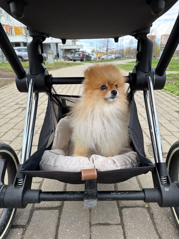 Pomeranian dog rides in pet stroller in Khimki, Russia