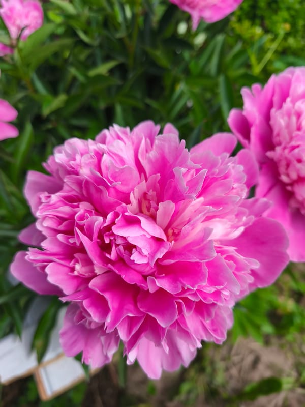 Morning garden flowers and gnomes photographed in Puchezh, Russia