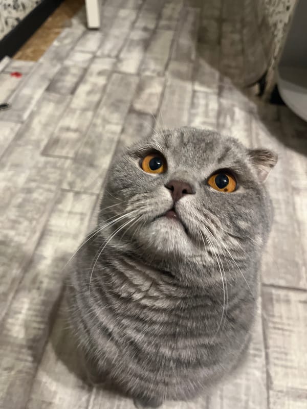 Scottish Fold cat reaches for treats at home in Chaikovsky