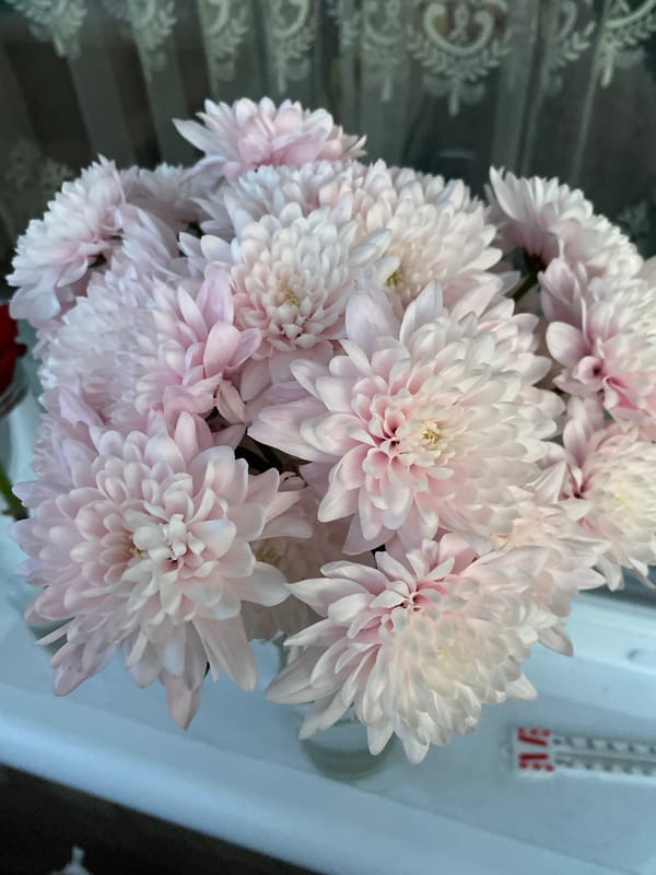 Close-up of pink and white chrysanthemum bouquet captured