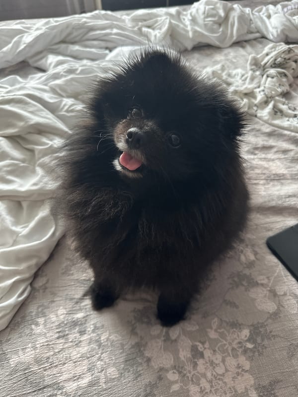 Black Pomeranian chills at home in Petropavl, Kazakhstan
