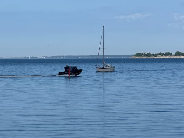 Summer scenes documented across Tallinn's waterfront and wildflower areas