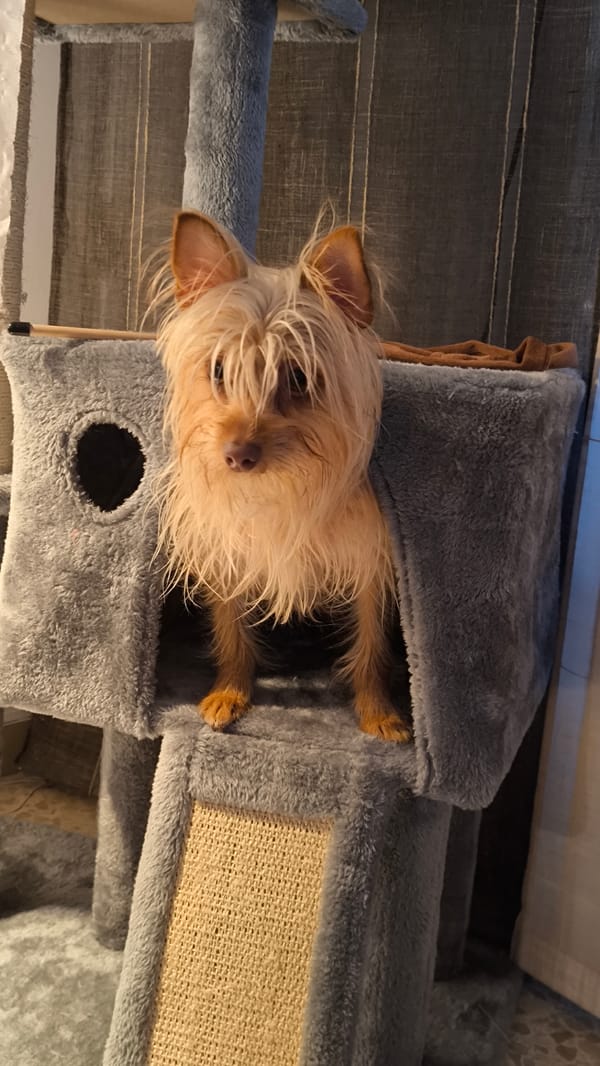 Yorkshire Terrier occupies cat condo in Ripollet