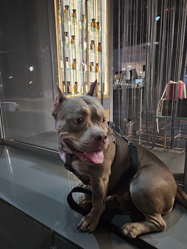 Harnessed pit bull spotted on Ulyanovsk sidewalk near illuminated sculpture