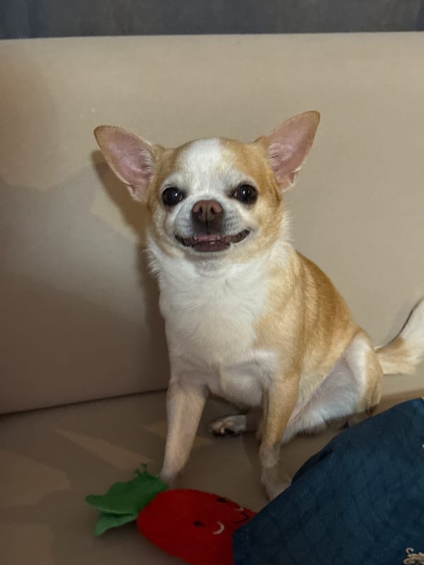Chihuahua photographed relaxing on couch in Rostov-on-Don
