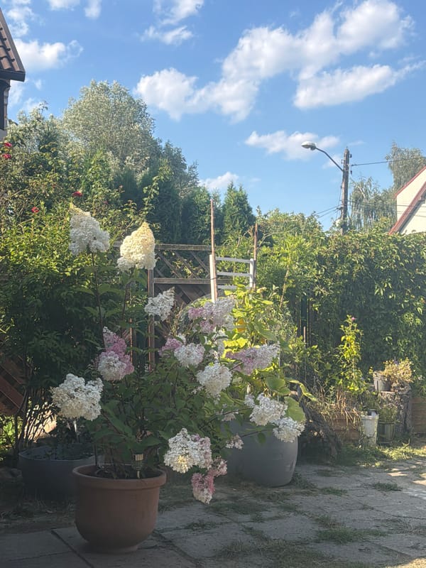 Summer backyard in Szczecin: garden plants, fruit trees, and a gazebo
