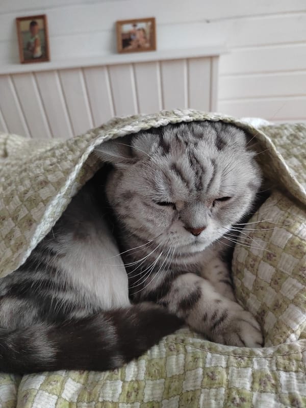 Cat sleeps peacefully under blanket in Russian home