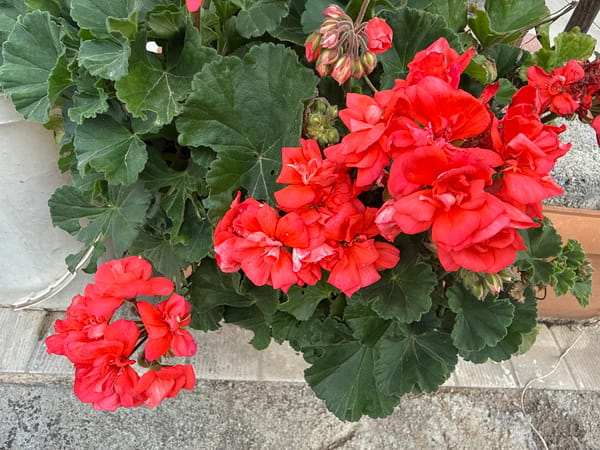 Spring blooms and construction activity documented in Alanya