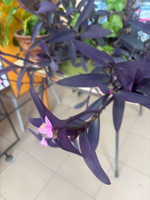 Purple Heart plant blooms captured in Kazanlak, Bulgaria