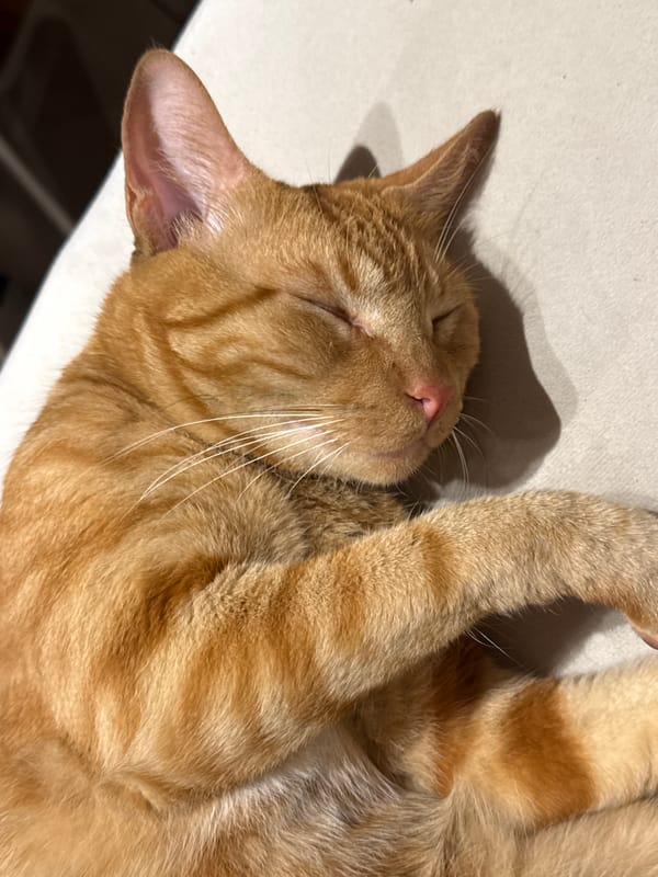 Orange tabby cat sleeps peacefully in Brazilian coastal town