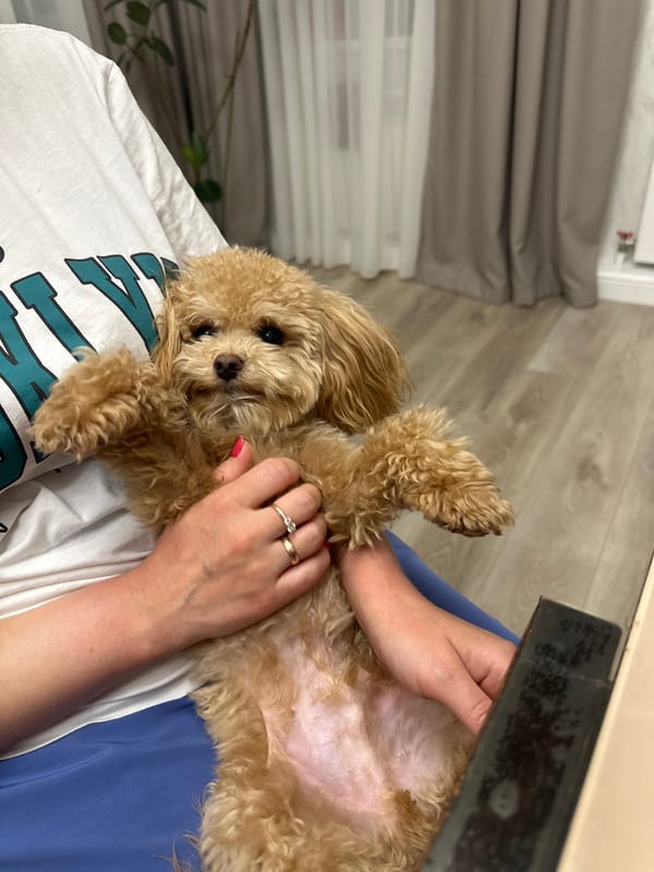 Golden doodle rests on owner's lap in Russian village
