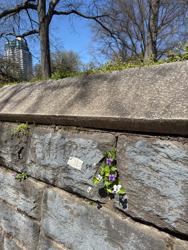 Mirror selfie and dog on deck captured in NYC