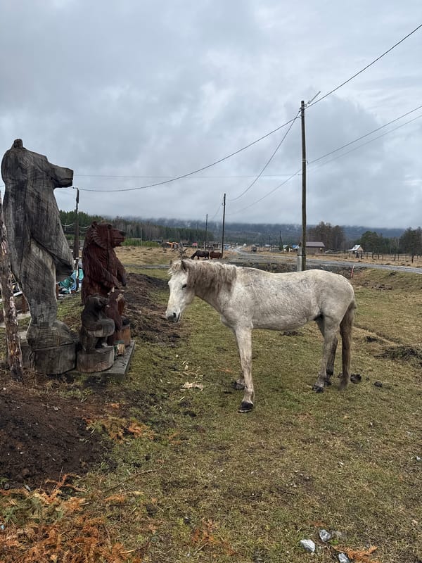 Horses graze in rural Tyulyuk village, Russia morning scenes