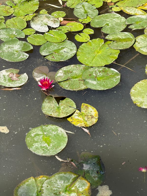 Sketching and exploring Monet's lily pond in Giverny