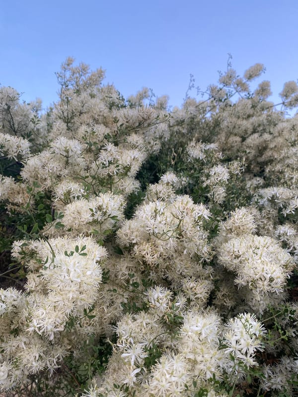 Flowering shrubs and a docked cruise ship in coastal Montenegro