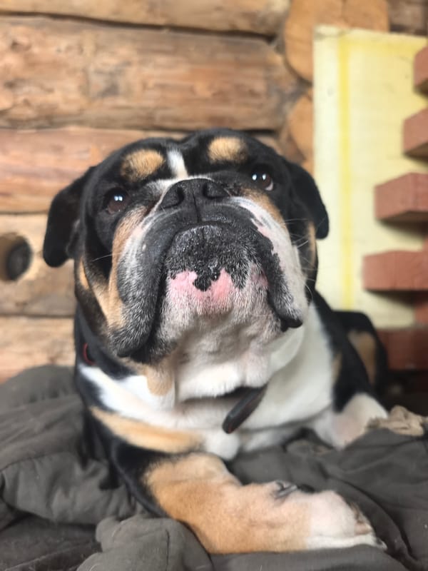 Tri-colored bulldog photographed resting indoors in Noviy, Russia