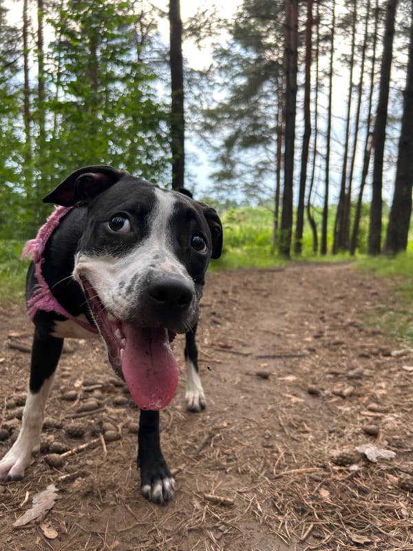 Dog walk through pine forest on a cloudy July afternoon
