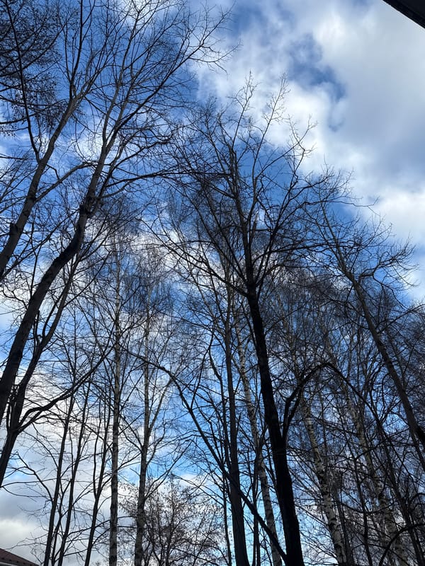 Child photographed under birch trees in Dmitrov park