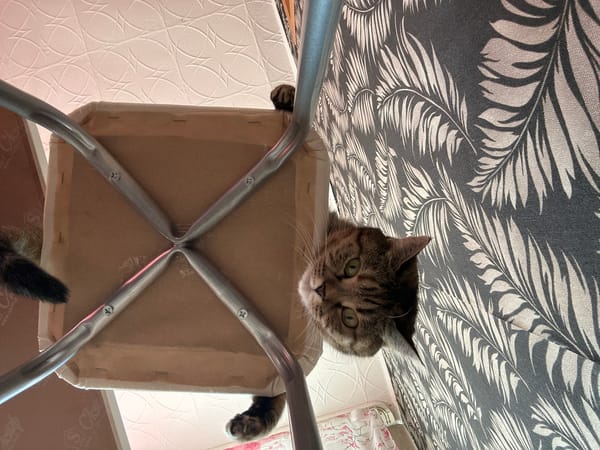 Cats observed lounging on furniture in Elovo residence